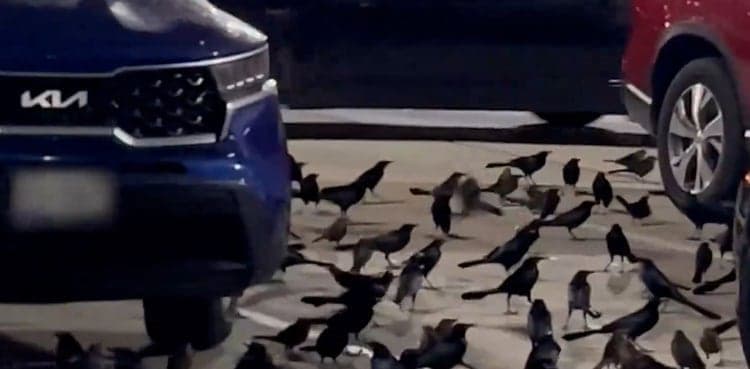 Watch: Flock of birds takes over parking lot in scene 'Straight out of a Hitchcock movie' 