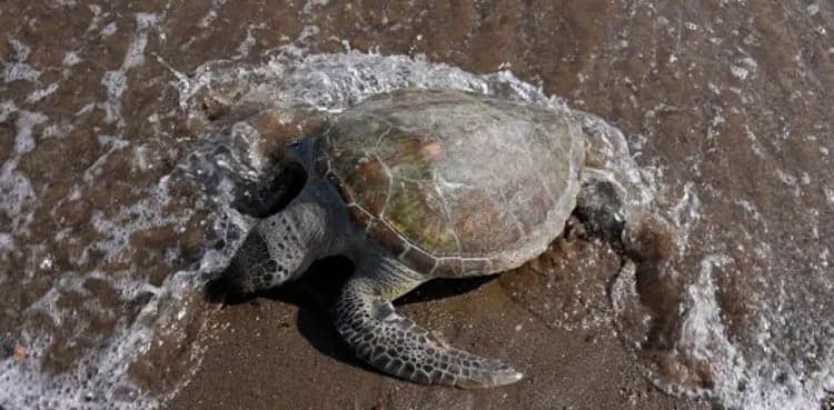 Hundreds of turtles killed through electrocution in Chiniot