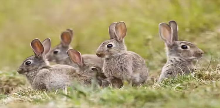 9-year-old boy strangles nine rabbits to death