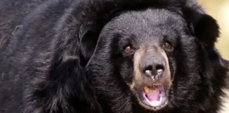 Man loses pieces of flesh in brutal bear attack