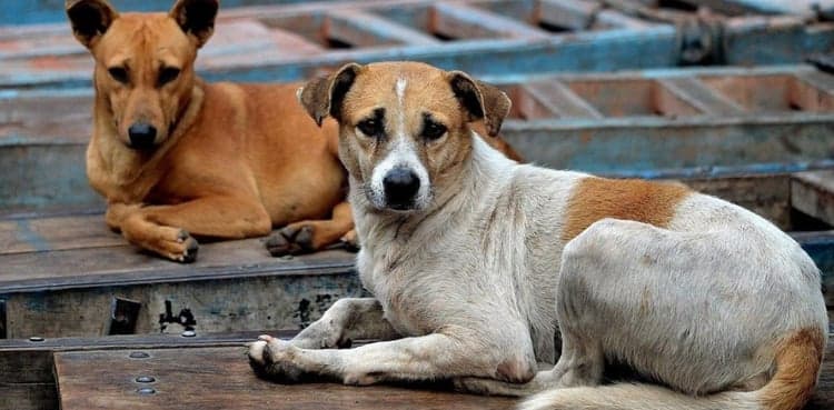 CM Gandapur takes notice of dogs culling policy in KP