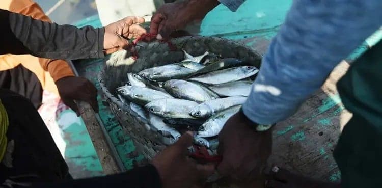 Keti Bandar fishermen become millionaires after catching rare fish