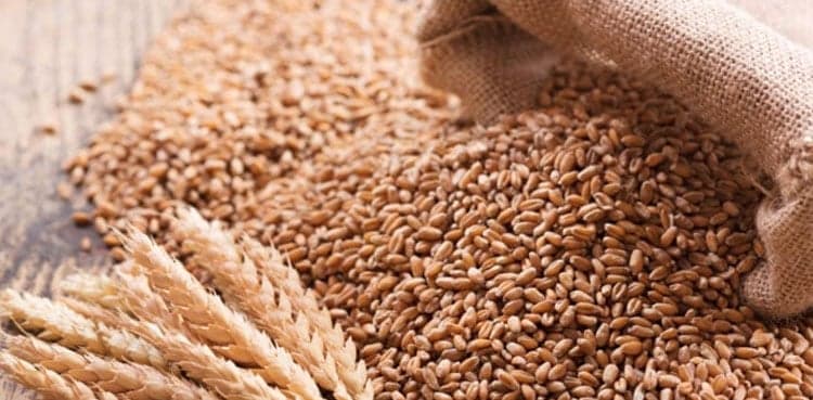 KP to start wheat procurement from THIS Date  