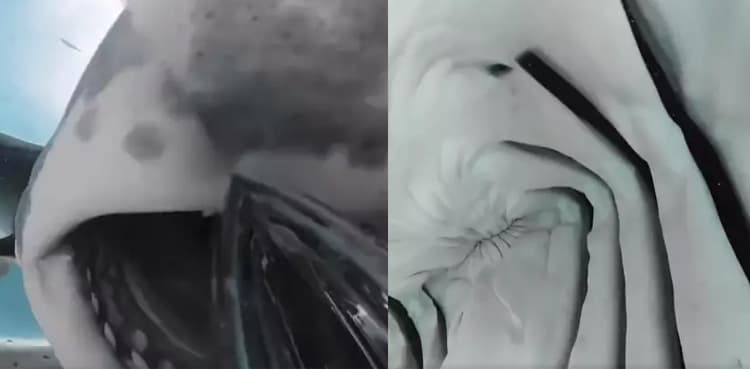 Video shows shark's mouth from inside at it swallows diver's camera