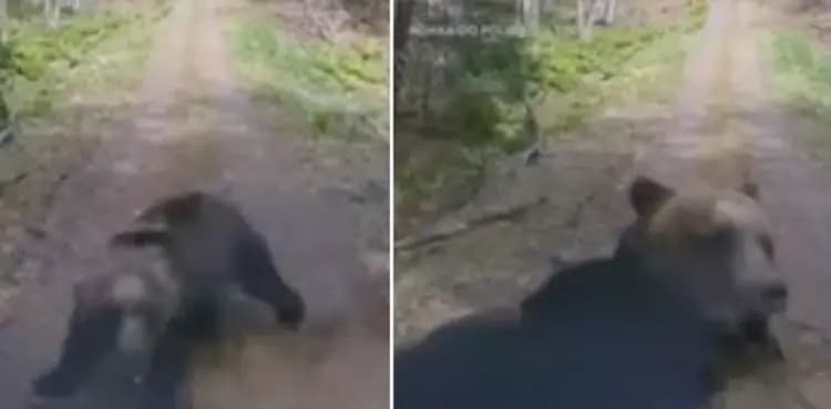VIDEO: Bear launches attack on car to protect cubs