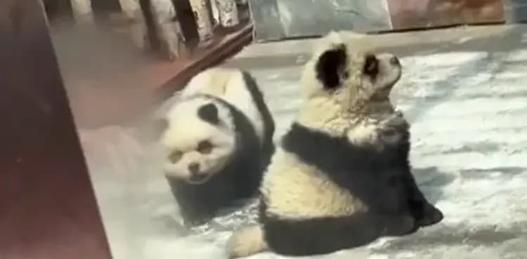 Dogs painted black and white to pass them off as pandas
