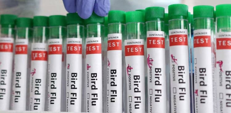 Zoetis' bird flu vaccine gets conditional approval in US