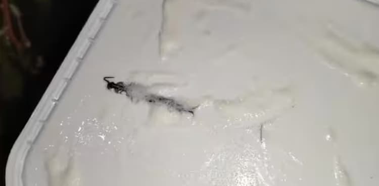 Woman finds bug in ice cream tub goes viral