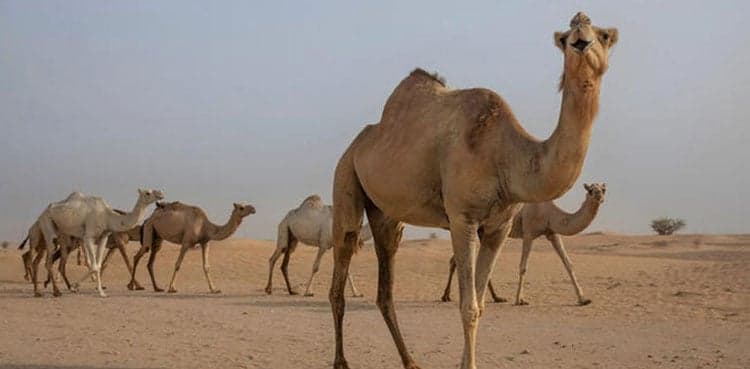 High-value camel milk powder project approved to boost livestock sector