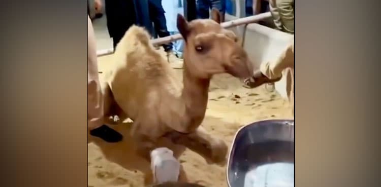 Six suspects get bail in Sanghar camel's leg chopping case