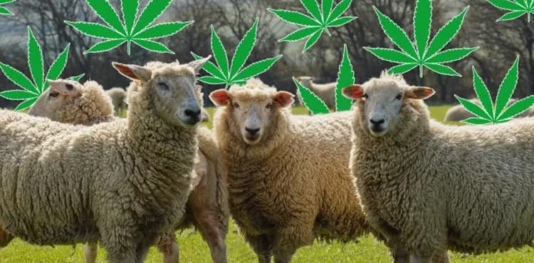 Sheep start behaving strangely after eating 100kg of cannabis