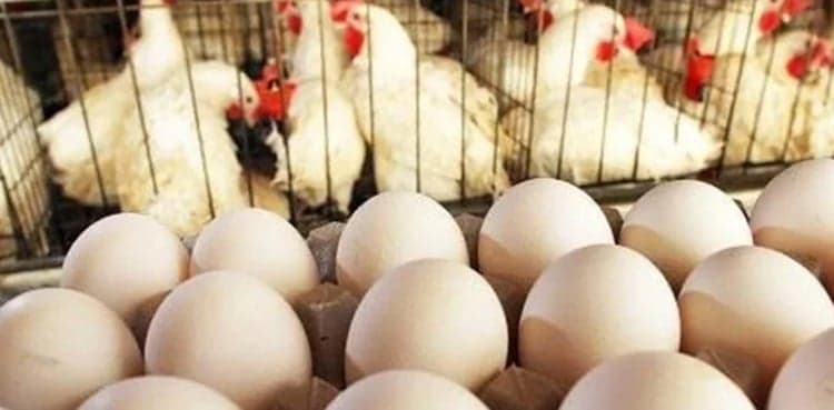 Chicken, eggs price likely to increase