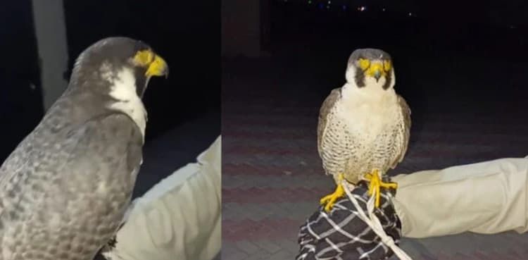VIDEO: Rare eagle worth Rs 100 million recovered in Punjab