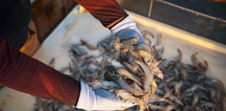 Bahrain bans fishing, trade of shrimp for six months