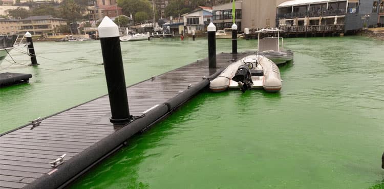 Sydney Harbor turns green with mysterious colour