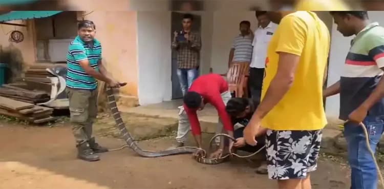 VIDEO: 11ft King Cobra rescued from house
