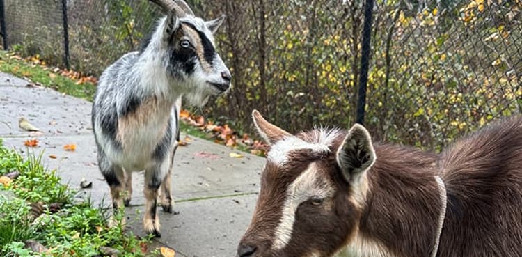 Police detain two goats over 'bad' behaviour