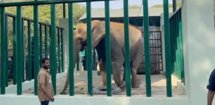 Elephant Sonia breathes her last at Karachi's Safari Park