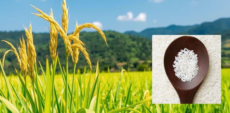 IRRI: The miracle rice combating malnutrition