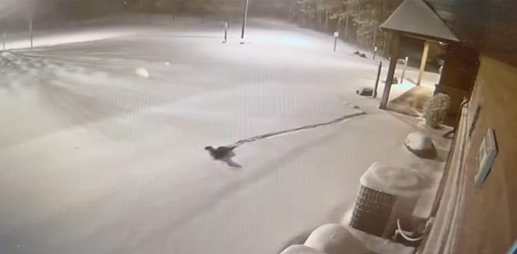 WATCH: Zoo otters escape amid snowstorm