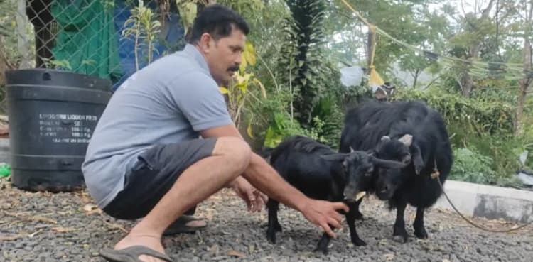 Karumbi crowned as the World’s shortest living goat