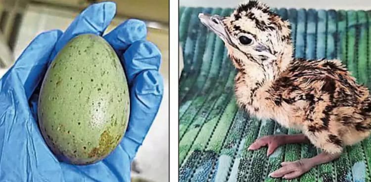 WATCH: World’s first AI-bred chick of endangered bird hatched
