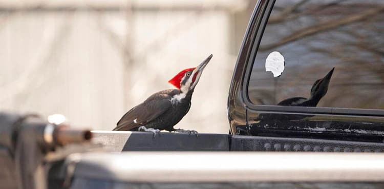 Ferocious Woodpecker Damages 25 Vehicles