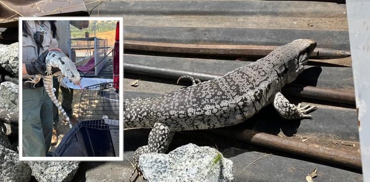 Argentine tegu lizard found in California park, rescued by officials