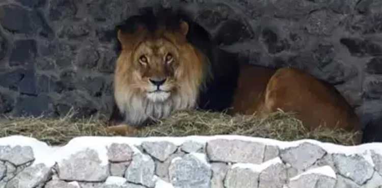 Chlidren among three injured in Lahore lion attack