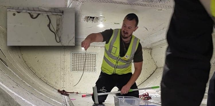 Snake delays Virgin Australia flight at Melbourne Airport