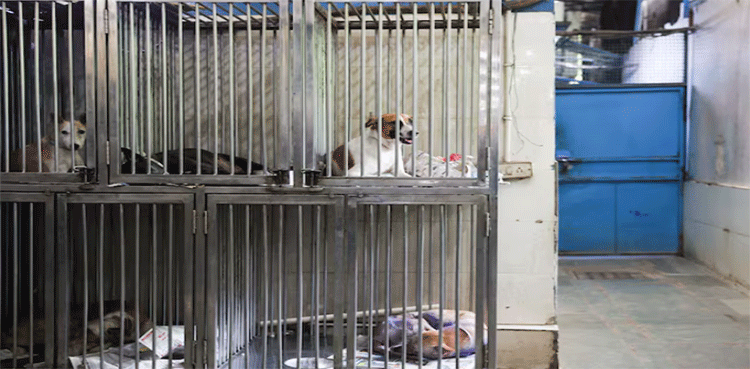 India's top court revises stray dog policy after public outcry