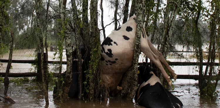 Khyber Pakhtunkhwa floods cause huge livestock loss