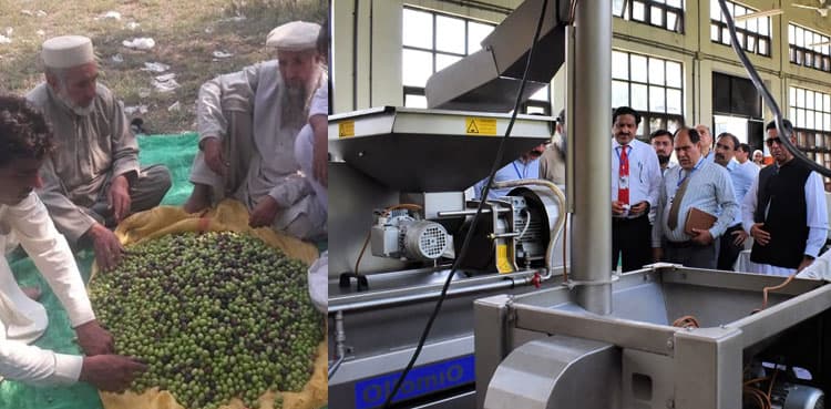 Pakistan to export olive oil within 5–7 years: Project Director
