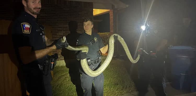 Snake detained at Austin car wash, released back in forest