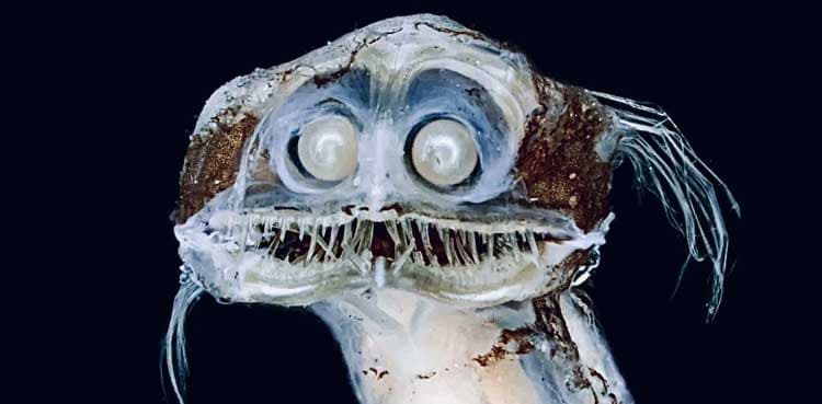 Telescope fish: Deep-sea creature causes a stir on social media- VIDEO