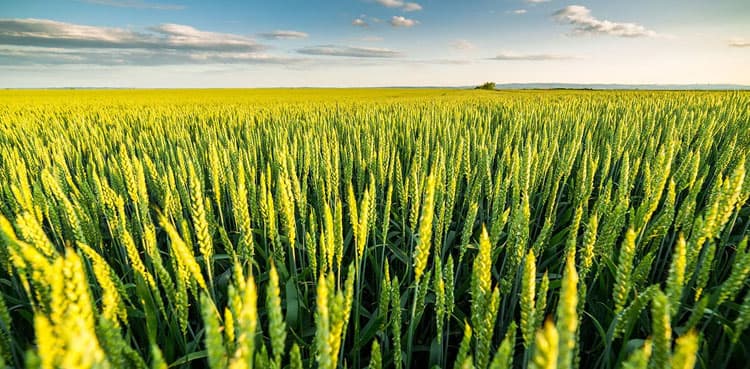 Boost Wheat Yield: Farmers to win tractors, millions in Punjab government competition