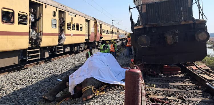 Seven elephants killed in India train accident
