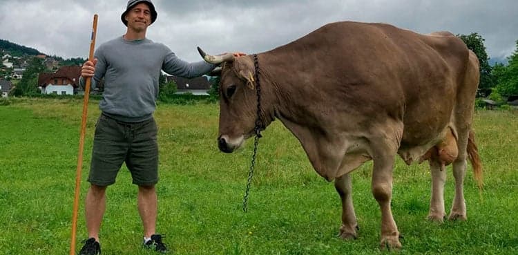 Viral video of cow using tools turns animal intelligence on its head