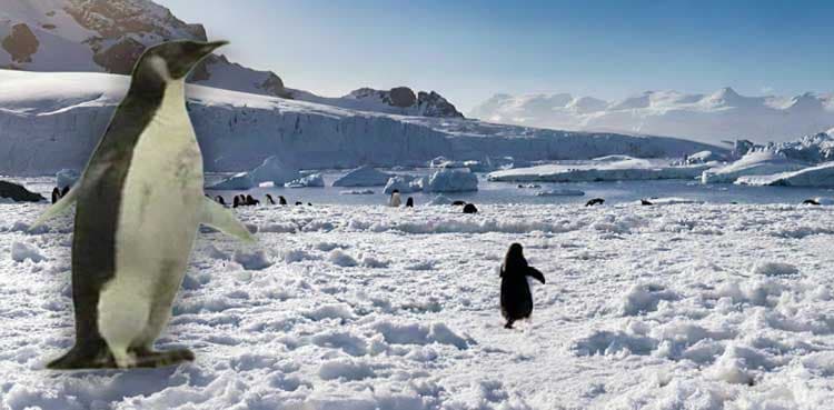 Wandering Penguin becomes 2026's sensation