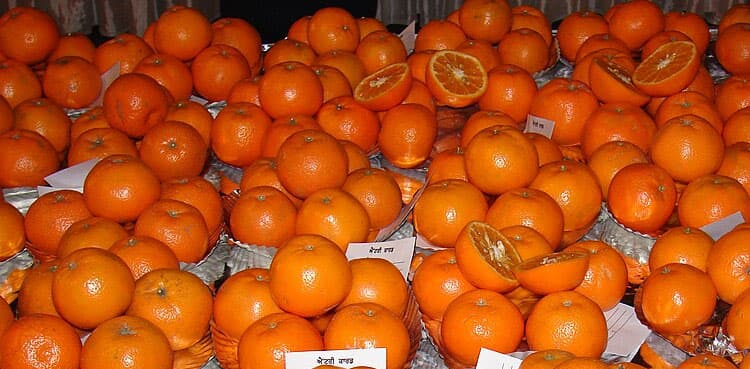 Kinnow farmers agree to Rs1,600 per 40kg rate