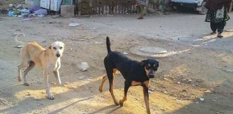 Another Rabies Death in Karachi Brings Sindh's Toll to 14