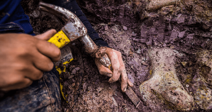 Dinosaur fossils in Brazil reveal new giant species