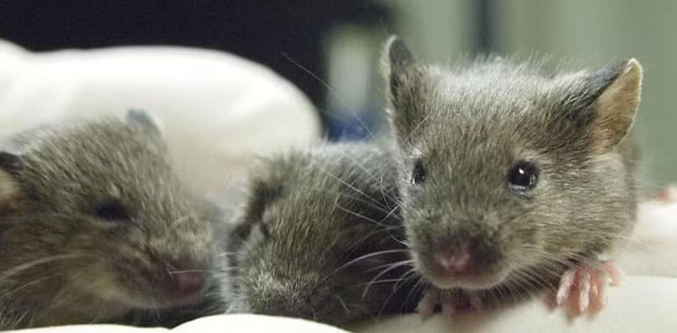 Mouse study shows repeated cloning causes grave genetic mutations
