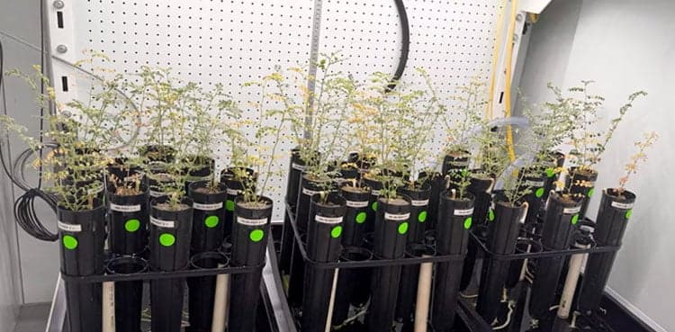 Scientists grow chickpeas in 'moon dirt'