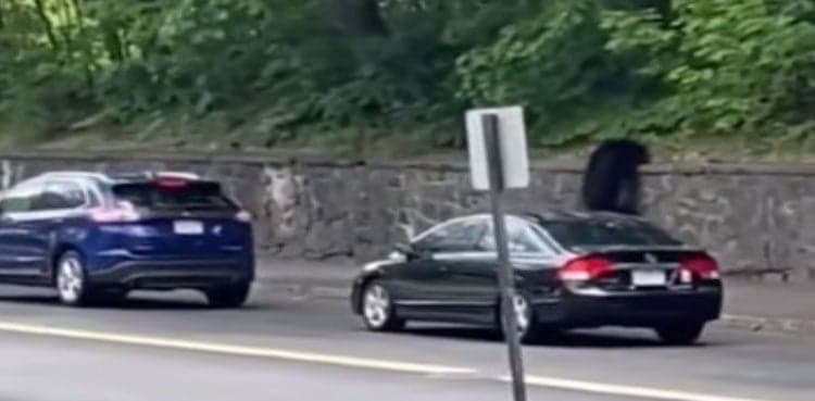 Wandering black bear visits two Massachusetts schools