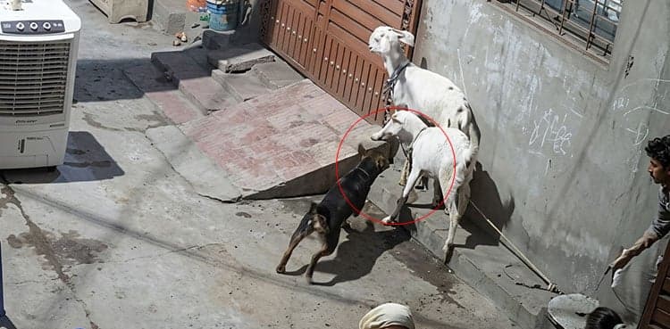 Viral CCTV shows pet dog attacking sacrificial animal in Lahore