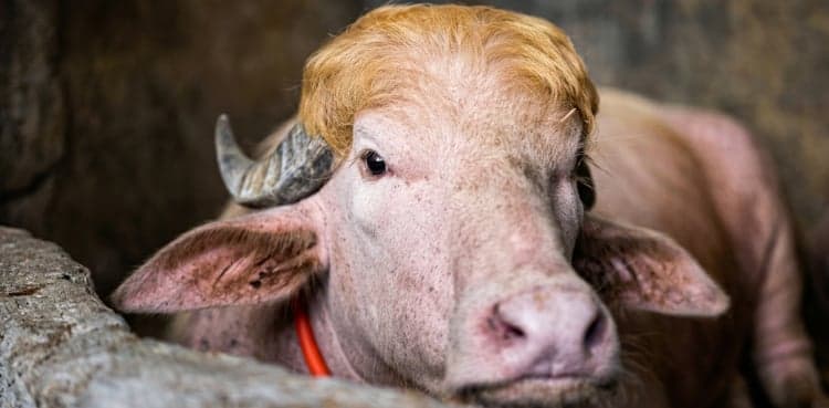 Donald Trump buffalo not sacrificed on Eid al-Adha; here's why