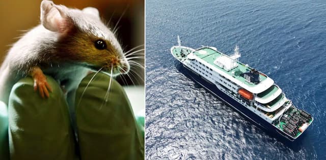 Explainer: What is the hantavirus that killed three cruise ship passengers?