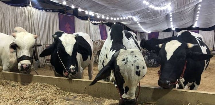 Fragrance and Festivity: Nightlife and Influencers Transform Karachi’s Cattle Market
