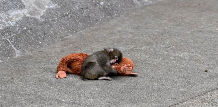 Viral ‘Punch' monkey incident: Two Americans arrested at Japanese zoo
